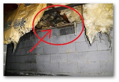 Maryland crawl space issues